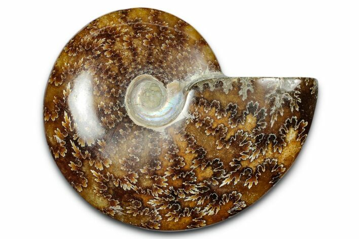 Polished Ammonite (Cleoniceras) Fossil - Madagascar #344317